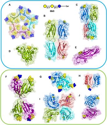 Structural Diversities of Lectins Binding to the Glycosphingolipid Gb3